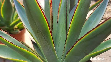 Agave Blue Glow Descubre Esta Suculenta Resistente A Las Heladas