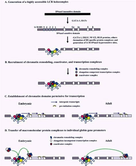 The human βglobin locus control region Levings 2002 European