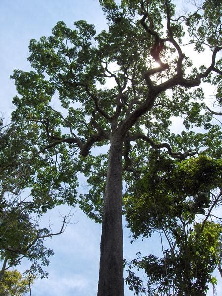 Brazil Nut Tree Pictures, Facts on Brazil Nut Trees