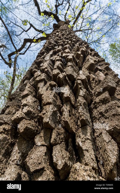 Deeply Furrowed Bark Hi Res Stock Photography And Images Alamy