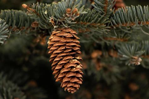 Pinecone Hanging In Tree Stock Photo At Vecteezy