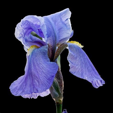 flower iris plant  photo  pixabay pixabay