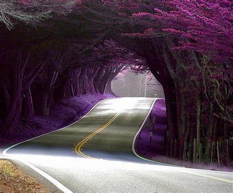 25 Glamorous And Completely Bewitching Tree Tunnels That Will Make