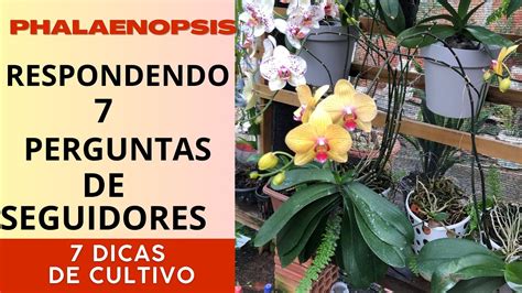 Respondendo Sete Perguntas De Seguidores Sobre Phalaenopsis YouTube