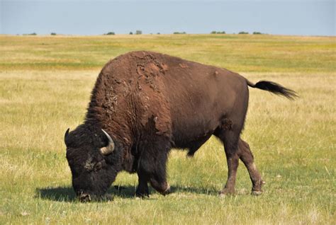 American Bison: The National Mammal of the United States - Nili Ravi