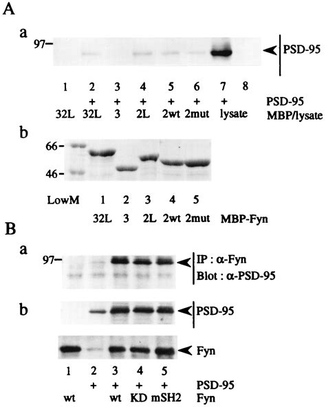 Psd Promotes Fyn Mediated Tyrosine Phosphorylation Of The N Methyl D