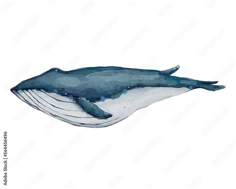 Realistic blue fin whale watercolor painting on white background for ...