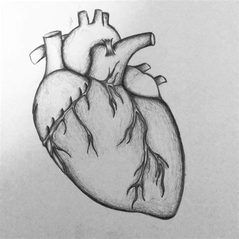 real heart sketch  paintingvalleycom explore collection  real
