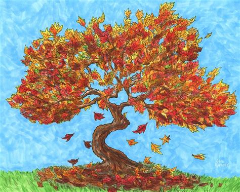 Maple Tree Drawings