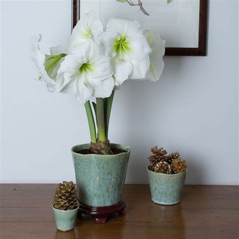 White Amaryllis | White Flower Farm