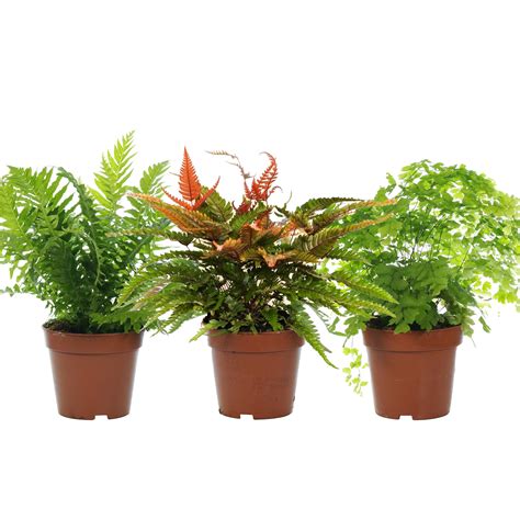 Are ferns indoor plants Idea | chocmales