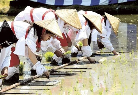 早乙女姿で田植え丁寧に、献上米の豊作祈願 静岡浅間神社47news（よんななニュース）：47都道府県52参加新聞社と共同通信のニュース・情報