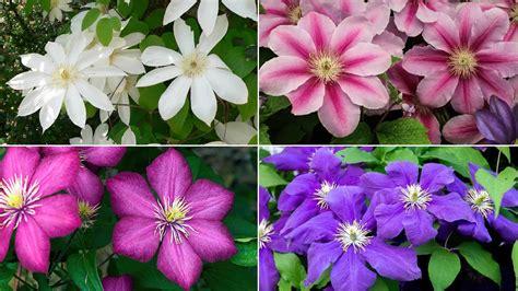 Popular Clematis Varieties To Consider Growing Clematis Varieties