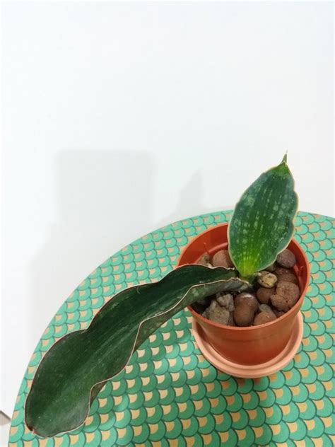 Sansevieria Mafinga Watermark Furniture Home Living Gardening Pots