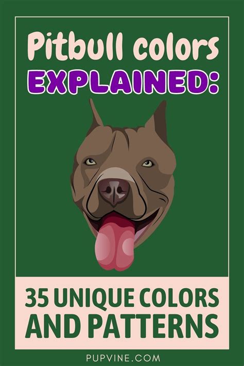 Pitbull Colors Explained: 35 Unique Colors And Patterns | Pitbull ...