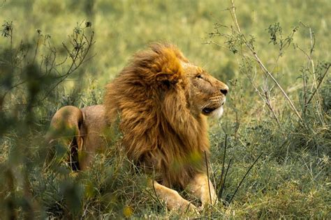 7 Giorni Di Safari Nel Cratere Di Ngorongoro E Nel Serengeti NP