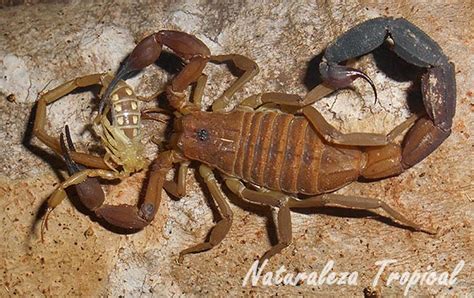 Los Escorpiones Carcterísticas Generales y Fotos