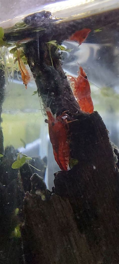 Krewetki Neocaridina Sakura Wroc Aw Psie Pole Olx Pl