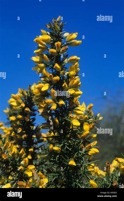 Yellow Flowers Gorse Hi Res Stock Photography And Images Alamy