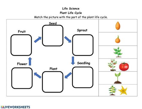 Plant life cycle Interactive worksheet | Plant life cycle, Plant life ...