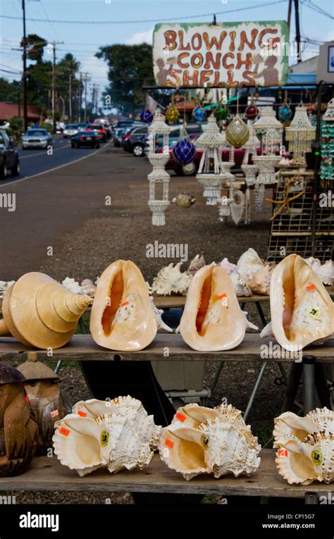 Blowing Conch Shells For Sale At Roadside Stand At Haleiwa Hawaii On