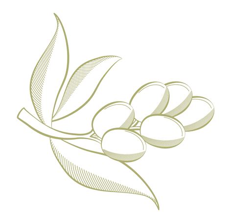 olive branch design 5968167 Vector Art at Vecteezy