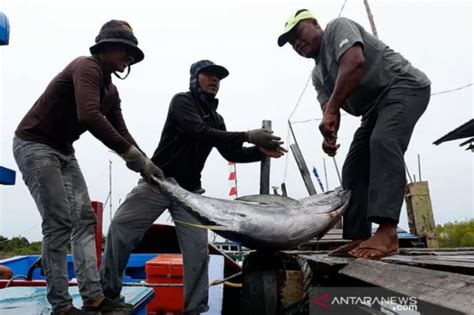 Dkp Baubau Hasil Tangkapan Ikan Nelayan Melimpah Capai Ton Bulan