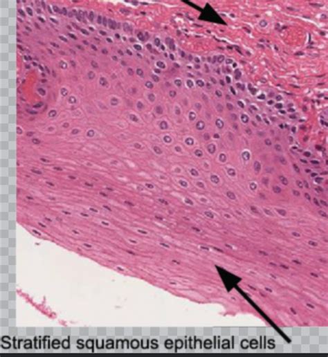 Solved Picture Of A Simple Squamous Epithelium Slide At The 10x