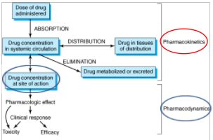 Lecture Pharmacokinetics Pt Flashcards Quizlet