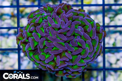 Big Branching Hammer Frag Australia Neon Stems Purple Tips Corals