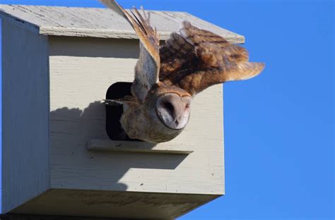 11 Free DIY Barn Owl Box Plans You Can Make Today (With Pictures ...