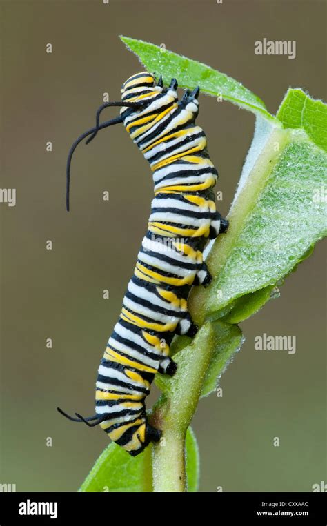 Monarch Butterfly Caterpillar Danaus Plexippus Feeding On Common Milkweed Leaves Asclepias