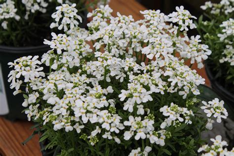 Candytuft ‘Snowsation’ – Wilson's Garden Center