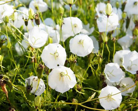 Campanula Carpatica Weisse Clips Kopen Karpatenklokje