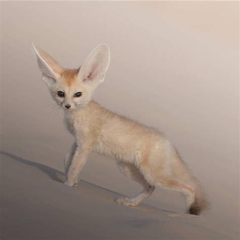 Cuteness Overload Despite Its Appearance The Fennec Fox Is A Ferocious