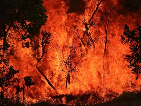 Manuel Domingos Neto Fogo na mata é pedra cantada Viomundo