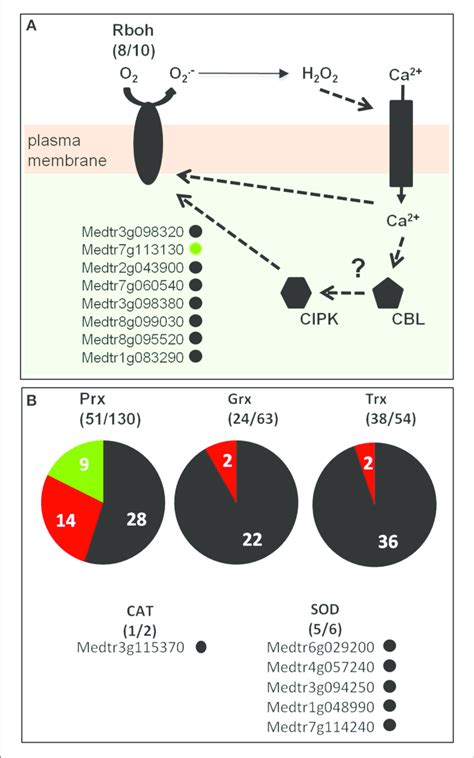 Medicago Truncatula Ros Network In Root Hairs A Rboh Respiratory