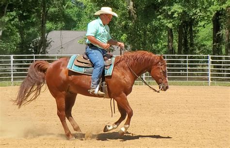 Transitions: Advanced Techniques and Insights - Help With My Horse