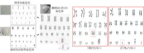 着床前胚染色体異数性検査pgt Aについて 2022年9月改訂 不妊治療 京野アートクリニック高輪（東京 港区 品川）