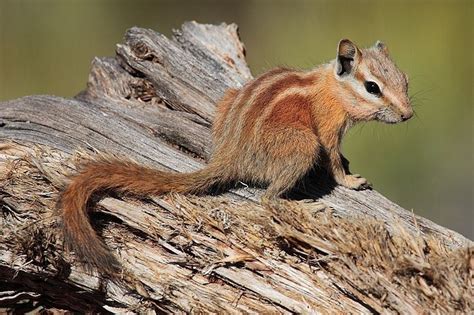 Hopi Chipmunk in Dead Horse State Park, Utah, USA