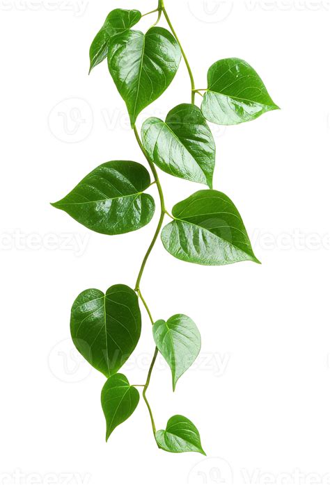 Vibrant green heart shaped leaves on a vine isolated transparent