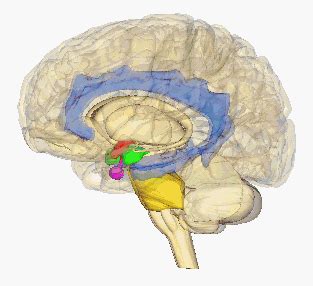limbic system impact  brain injury  brain area braininjury