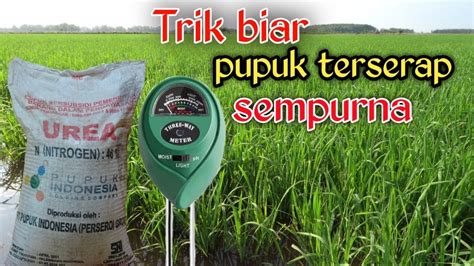 Manfaat Dan Fungsi Pupuk Urea Untuk Tanaman Padi Youtube