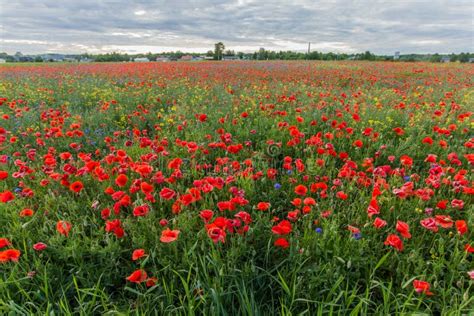 Campo Da Papoila As Flores Vermelhas De Florescência Imagem de