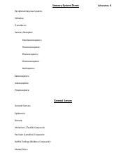 Sensory Outline Docx Sensory System Terms Peripheral