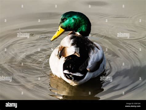 Adult Mallard Drake Swimming In The Pond And Preening Stock Photo Alamy