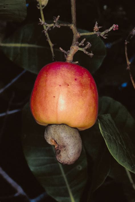 How Do Cashews Grow