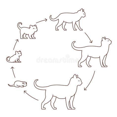 Cat Life Cycle Stages