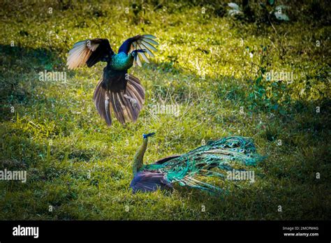 Green peafowl hi-res stock photography and images - Alamy