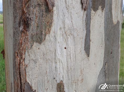 forest red gum tree